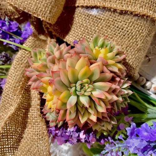 Live Succulent Echeveria Mebina Variegata - Bare Root Plant, Low Maintenance, Colorful Pastel Green & Pink Edges