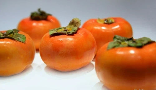 Fuyu Persimmon Tree Seedlings - 2 Live Plants - Diospyros Kaki - Sweet Asian Fruit Trees - Hardy Zones 7-10