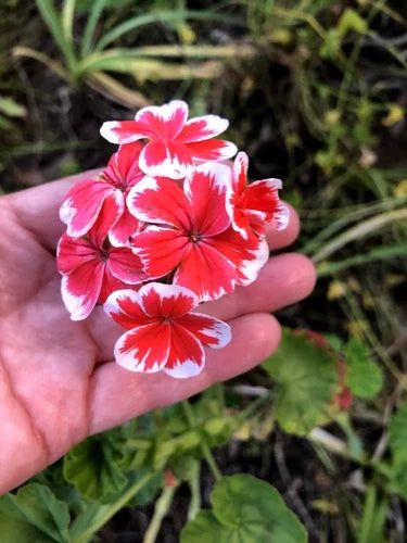 Rare Red & White Pelargonium Zonal Geranium 6" Starter Cutting Live Plant - Pelargonium x hortorum, Compact Bushy Blooms