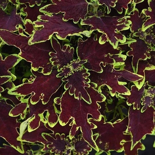 Coleus Live Plant 4" Cutting Limewire Variegated Burgundy - Coleus blumei - Sun & Shade - Volcanica Collection