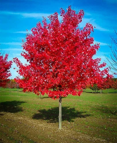 Red Maple Tree Live Plant 5" Tall Acer rubrum - Shade Tree, Brilliant Fall Colors, Wildlife Friendly, Semi Bare Root