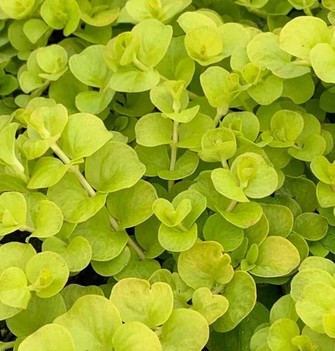 10 Bare Root Golden Creeping Jenny Starter Plants - Hardy Ground Cover (Lysimachia nummularia) - Zones 3-9 - Vibrant Gold Foliage