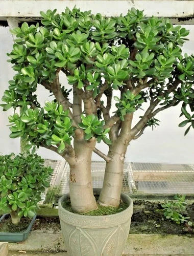 Crassula Ovata Succulent Plant - 2in Pot - Jade Plant - Low Maintenance Indoor Houseplant - Live Green Decor