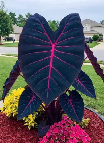 Small Rooted Starter Plant - Butterfly Beauty Colocasia esculenta - Elephant Ear Tropical Houseplant - Indoor Garden Plant
