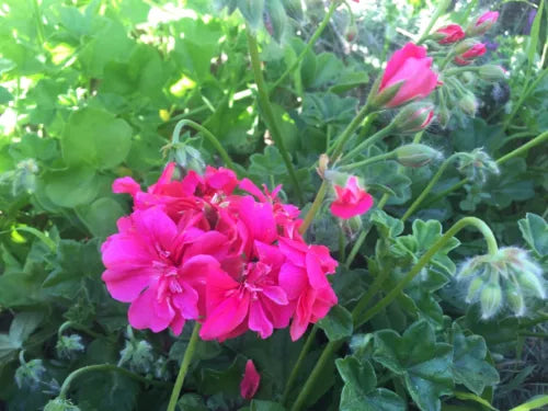Hot Pink Ivy Geranium Cuttings 6" Pelargonium Peltatum Trailing Lavender Blooms for Hanging Baskets & Containers