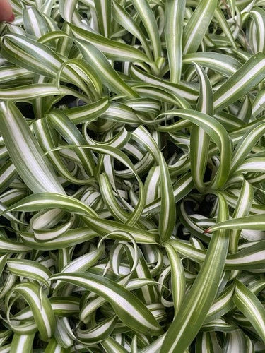 Curly Spider Plants - 4 Rooted Live Indoor Houseplants - Chlorophytum comosum - Easy Care, Bright Indirect Light