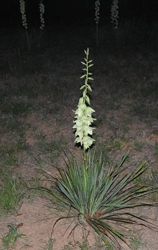 Bare Root Live Plant - 15-Inch Adam's Needle Yucca - Drought-Tolerant Perennial - Yucca filamentosa - Hardy Succulent