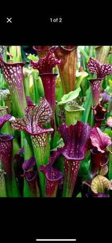 Sarracenia Bare Root Rhizomes - Carnivorous Plant Variety Mix - Sarracenia spp. - Ideal for Garden & Indoor Growth