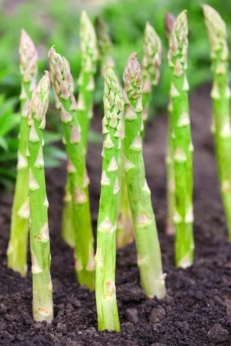 Bare Root Asparagus Plants - 2yr Crowns, Millennium Variety, Asparagus officinalis for Home Garden Planting - 5 Pack