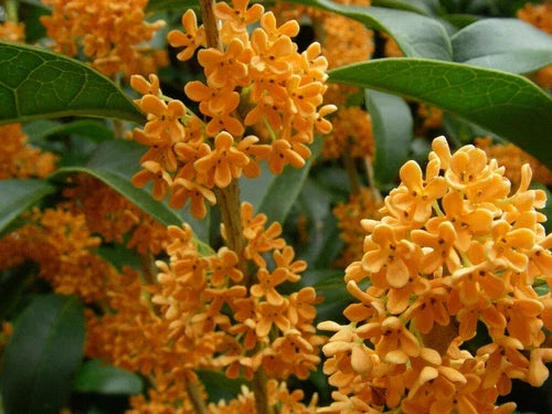 Apricot Echo Sweet Olive Starter Plant - Osmanthus fragrans - Fragrant Tea Plant for Home Garden - Rooted Live Plant in Pot