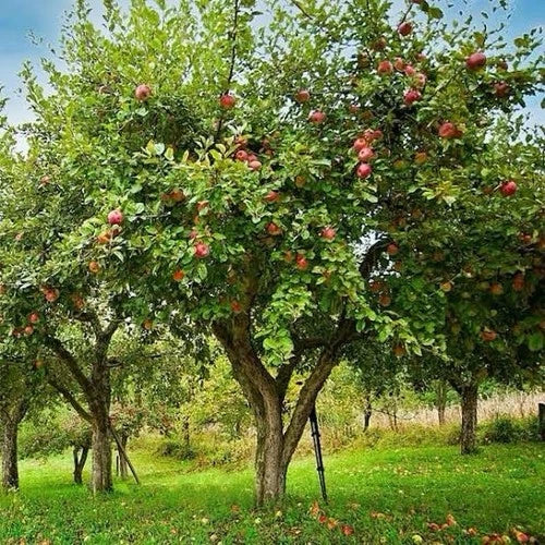 Honey Crisp Apple Trees - 1-2ft Live Trees - Malus domestica 'Honeycrisp' - Sweet Tart Flavor for Midwest Gardens