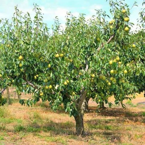 Kieffer Pear Tree 2-3ft Bare Root Self-Fertile Fruit Tree Pyrus communis Sweet Juicy Pears Heat Tolerant Easy to Grow