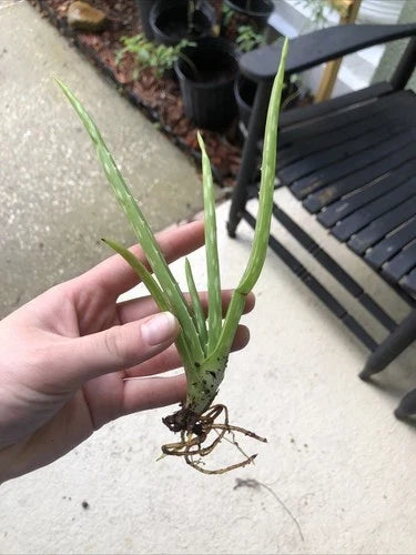 Aloe Vera Plant Bare Root 7-8" Edible Medicinal Herb Aloe Barbadensis Miller for Home Gardening and Healing