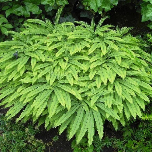 Northern Maidenhair Fern Bare-root 5 Rhizomes Adiantum pedatum Delicate Fronds Black Stems Ideal for Shady Gardens