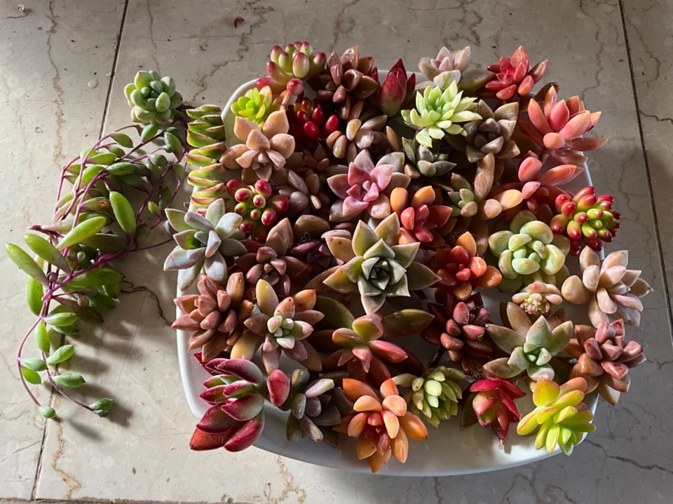 25 Mixed Succulent Cuttings – Colorful Unrooted Cuttings for DIY Terrariums & Gardens – Echeveria, Sedum, Crassula, Graptoveria