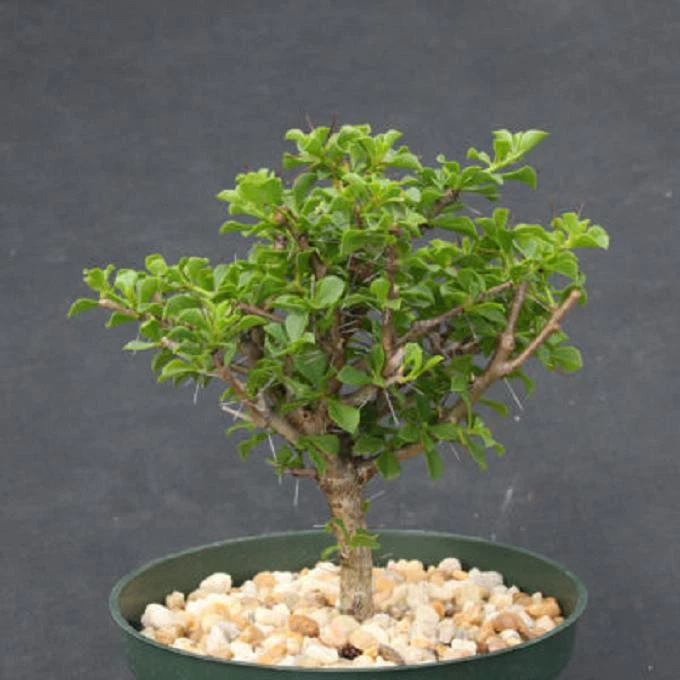 Pereskia portulacifolia 6” Plant | Rare Tree-Form Cactus | Live Leaf Cactus for Bonsai | Unique Collector Specimen