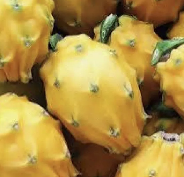 Yellow Dragon Fruit Cutting 8-12" Palora Variety Hylocereus Megalanthus Live Plant for Fruit Gardens and Cactus Collectors