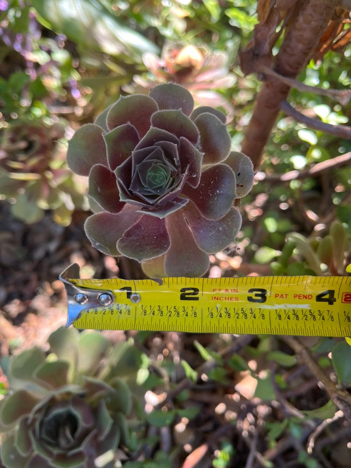 Fresh Succulent Cuttings 3pcs | Mixed Brown & Green Varieties | Easy Rooting Starter Plants for Propagation | Various Species