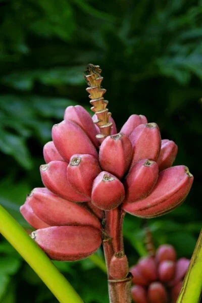Small Rooted Bordelon Musa Banana Plant - Ornamental Tropical Banana Tree, Musa spp. - Ideal for Containers & Gardens