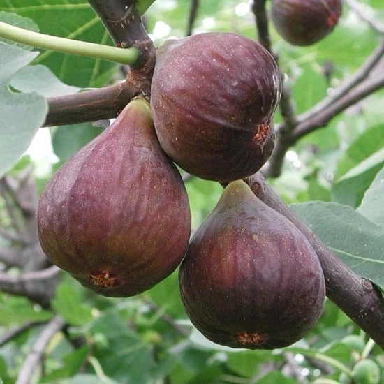 10" Fig Tree Cutting - Ficus carica - Live Unrooted Cutting, Easy to Grow Fruit Tree for Home Gardens & Orchards