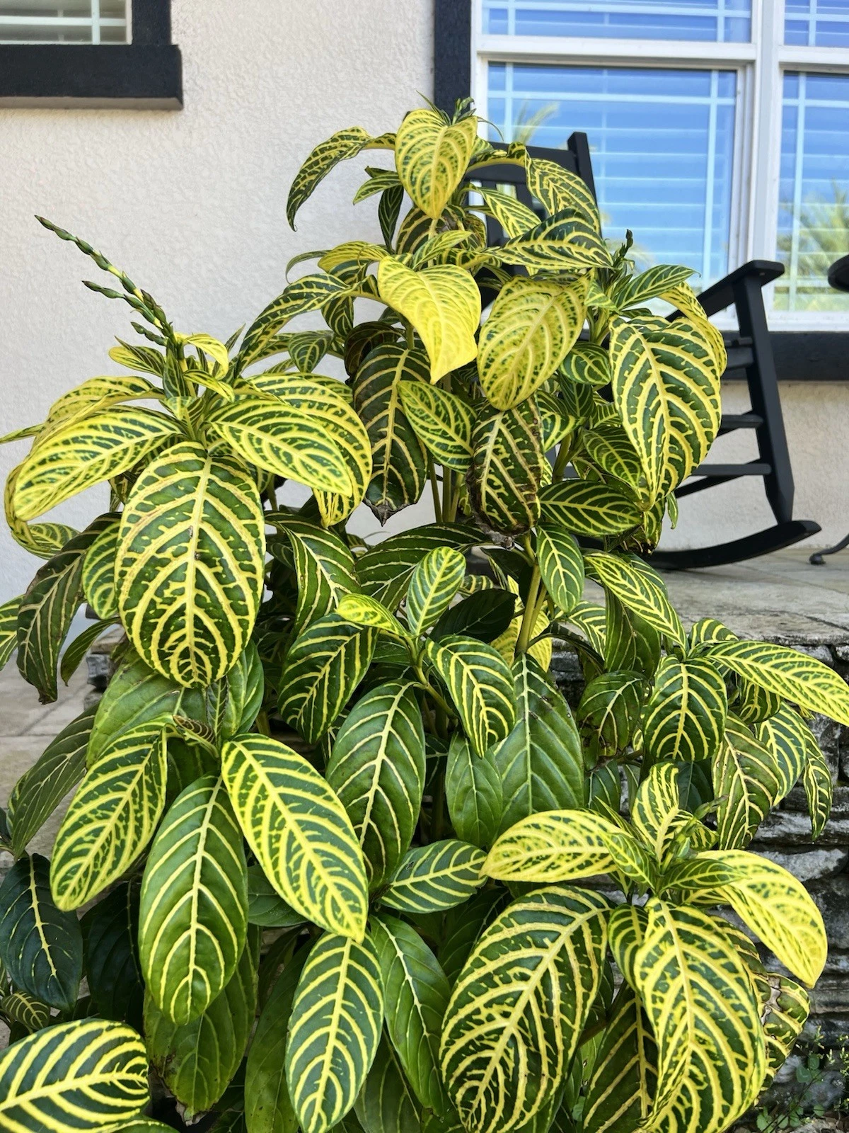 Sanchezia Cuttings – Live Tropical Plant Starter Pieces, Bold Green & Yellow Foliage, Sanchezia speciosa for Rooting