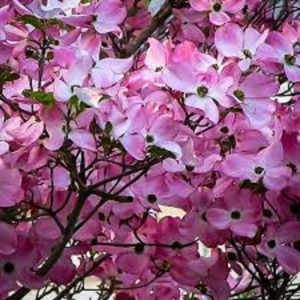 Pink Dogwood Cuttings - 10 Live Unrooted Cornus florida for Ornamental Tree Propagation - Spring-Blooming Deciduous Tree
