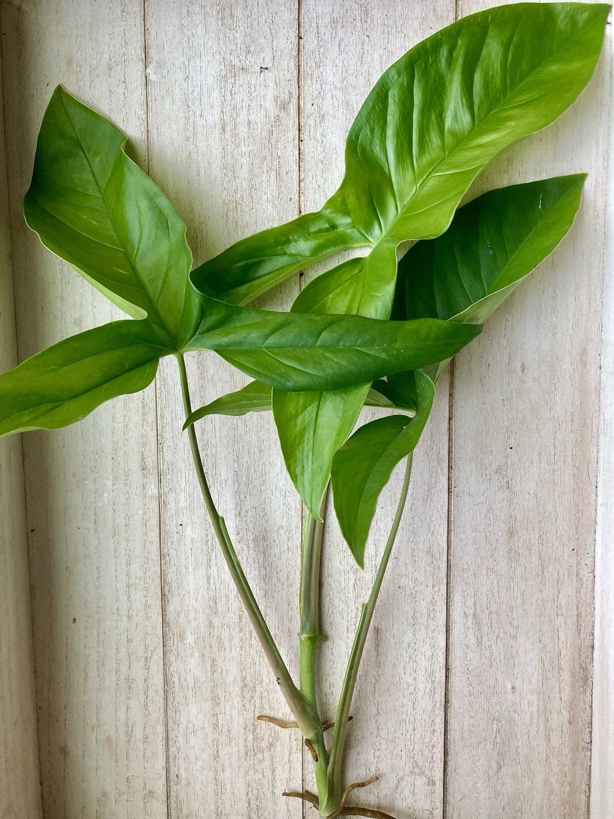 15 Rooted Arrowhead Vine Cuttings - Syngonium Podophyllum Starter Plants for Easy Indoor Growing, Live Houseplant Set