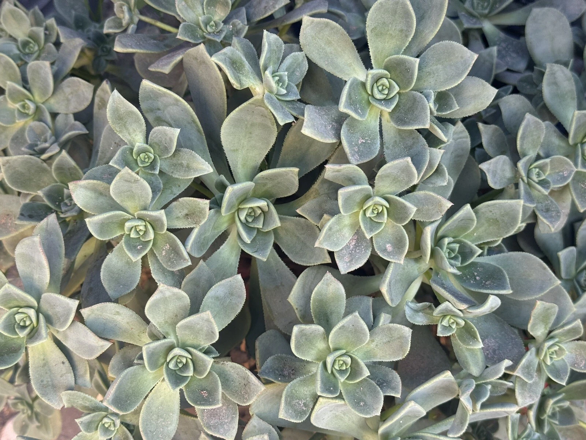 Aeonium Haworthii Succulent Cuttings - Set of 4 Unrooted Pinwheel Green Rosette Cuttings for Propagation