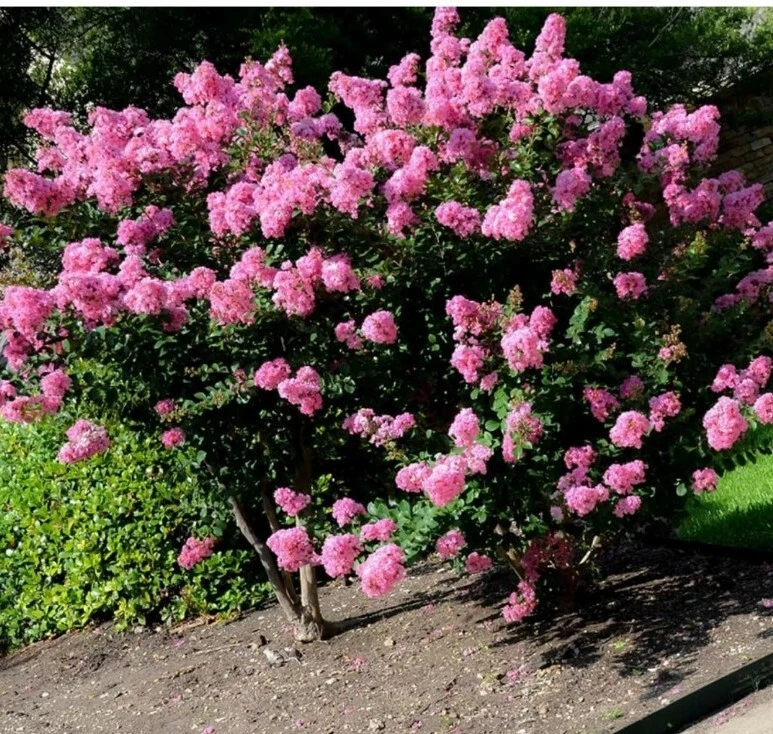 Crepe Myrtle Cuttings - 7 Fresh Branch Cuttings for Rooting, Fast-Growing Lagerstroemia Shrubs for Garden Landscapes