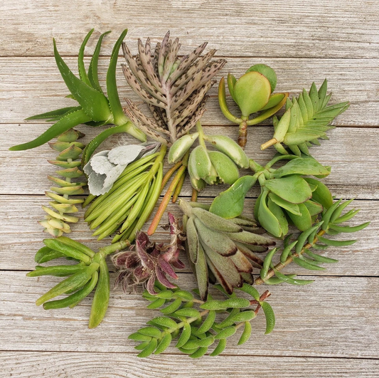 10 Assorted Succulent Cuttings - Mixed Cactus and Succulent Varieties - Fresh Live Plant Cuttings for Easy Propagation