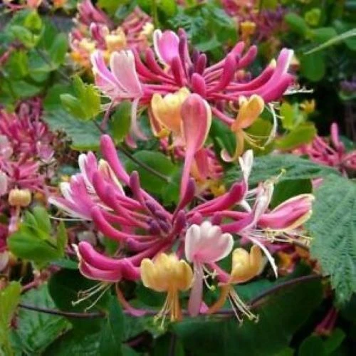 Candy Swirl Honeysuckle Starter Plant - Lonicera Climbing Vine for Trellis, Fence, Garden - Rooted Young Live Plant