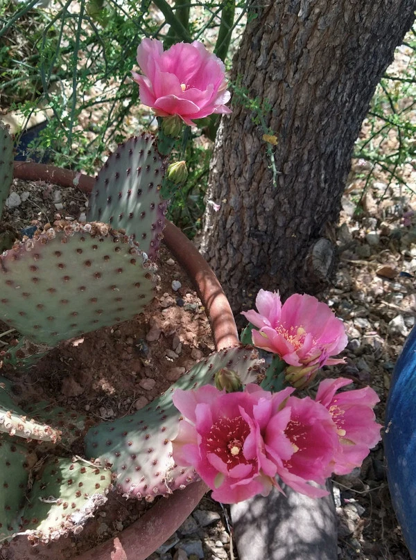 Beaverita Cactus Pad Cutting - 1 Unrooted Prickly Pear Pad - Opuntia basilaris × Santa Rita Hybrid - Ideal for Propagation