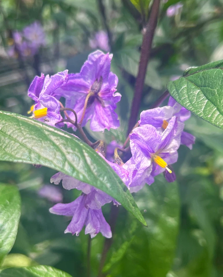 Pepino Melon Cuttings - 6 Fresh Deep Purple Variety, Easy-Rooting Solanum Muricatum for Edible Gardens & Containers