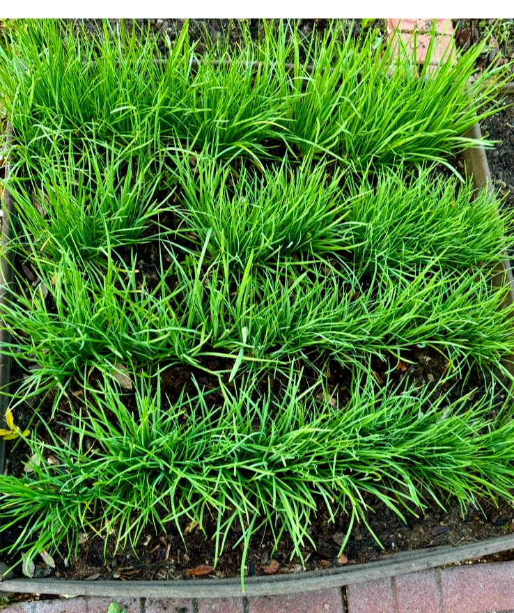 Garlic Chives Live Plants - 30+ Bare Root Perennial Herb, Organic Allium tuberosum for Garden or Containers