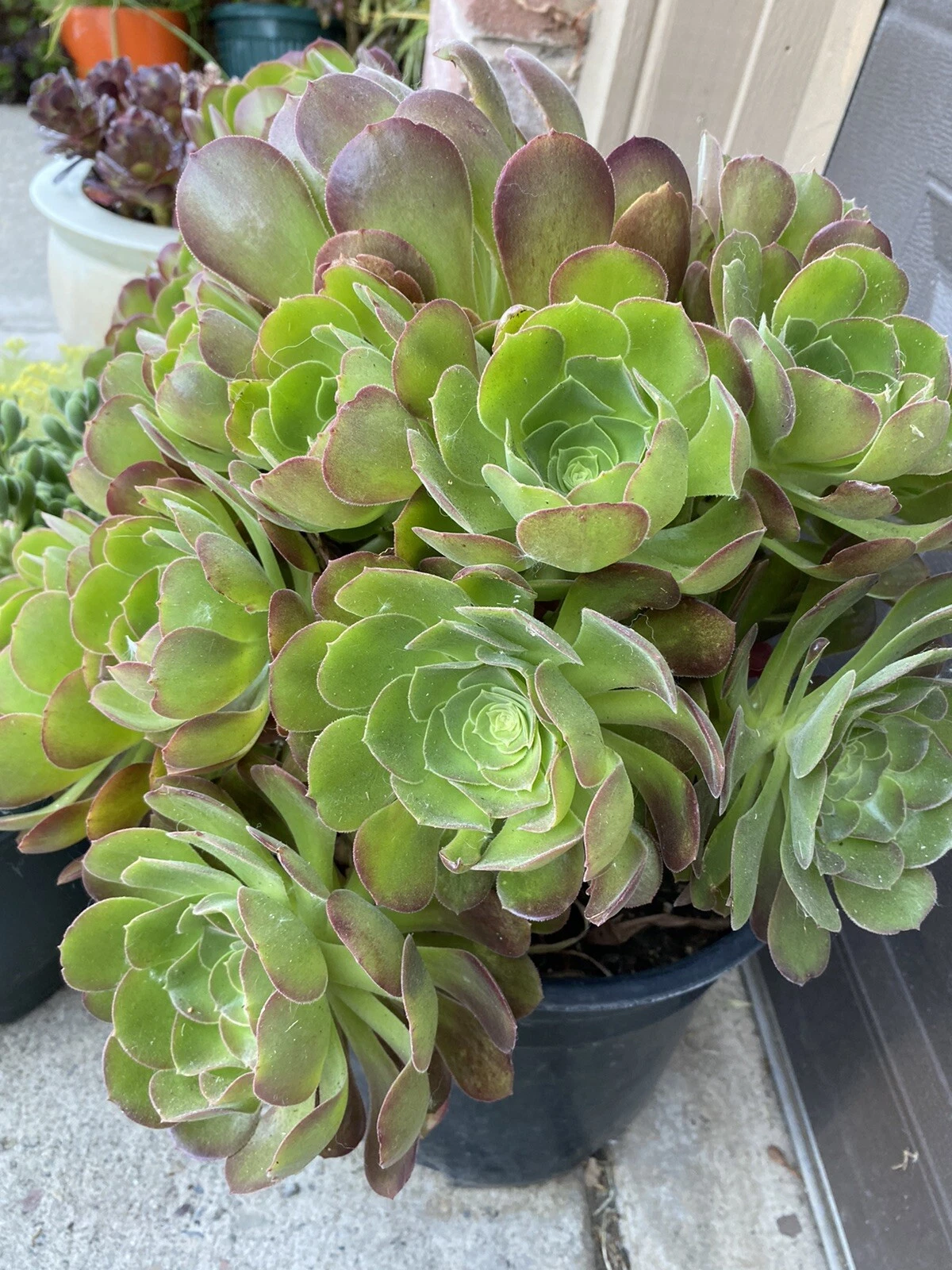 Aeonium Succulent Cuttings - 5 Pieces, 3 Inch Rosettes, Fresh Mixed Aeonium Starter Cuttings, Aeonium spp.