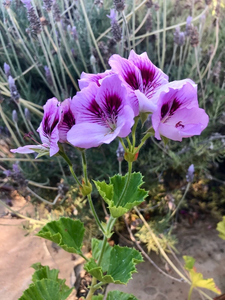 Lavender Purple Regal Geranium Cutting – 6 Inch Live Pelargonium Cutting for Propagation, Fancy Flowering Plant