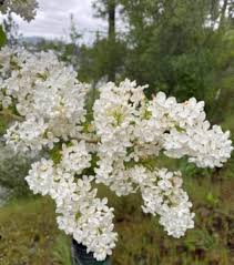 Jumbo White Lilac Bare Root Bushes 5 Pack, Syringa vulgaris, Live Flowering Shrubs for Spring Blooms, Hardy Perennials