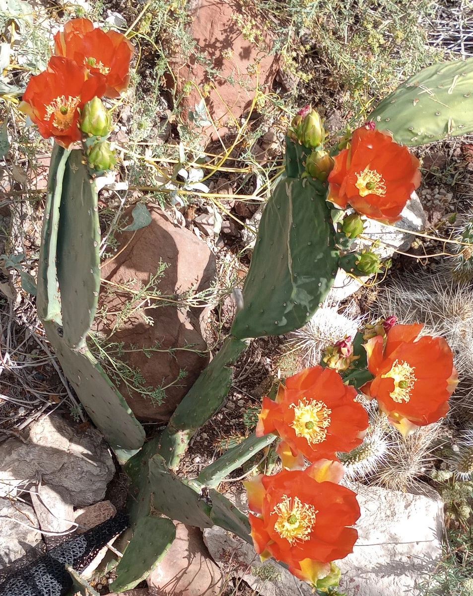 Large Live Opuntia 'Orange Julius' Spineless Cactus Pad | Vibrant Orange Flowering Prickly Pear | Ideal for Garden or Container