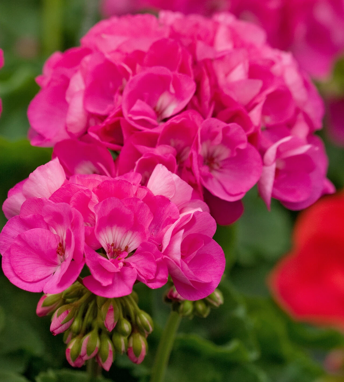 Double Pink Geranium Cuttings - 4 Unrooted Pelargonium Stems for Planting - Large Double Blooms - Perfect for Propagation