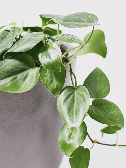 Philodendron Cuttings - 4 Rooting Cuttings 6-8 Inch - Heart Leaf Philodendron - Philodendron cordatum - Easy Indoor Vine