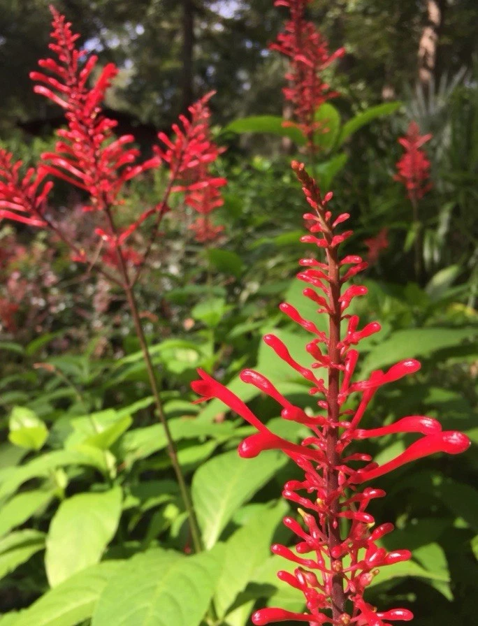 Purple and Red Firespike Cuttings - 6 Unrooted Odontonema strictum for Propagation - Tropical Ornamental Plant