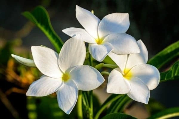Plumeria Cuttings - 2 Fresh 4-6in White Butterfly Stems for Rooting - Plumeria pudica, Live Flowering Starter
