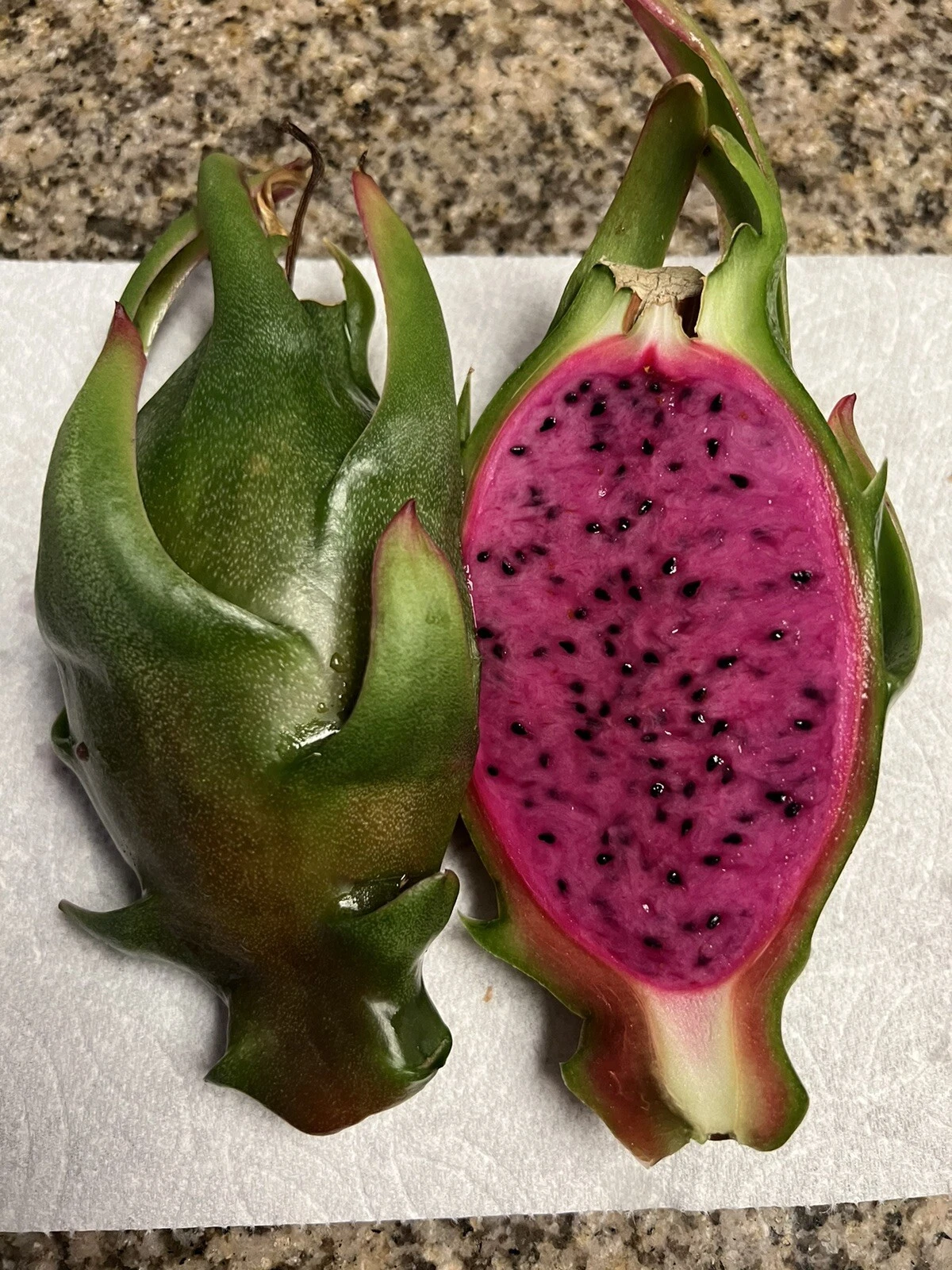Asunta-X Dragon Fruit Cuttings - 4 Pack Hylocereus AX Hybrid 7-9" Live Starter Cuttings for Home Garden and Container Growing