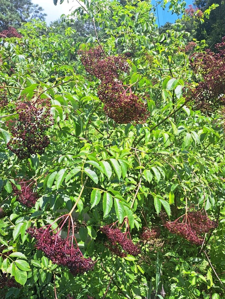 American Elderberry Plants - 2 Live Rooted Sambucus canadensis Starts, Fast-Growing Edible Fruit Shrubs for Garden Landscape