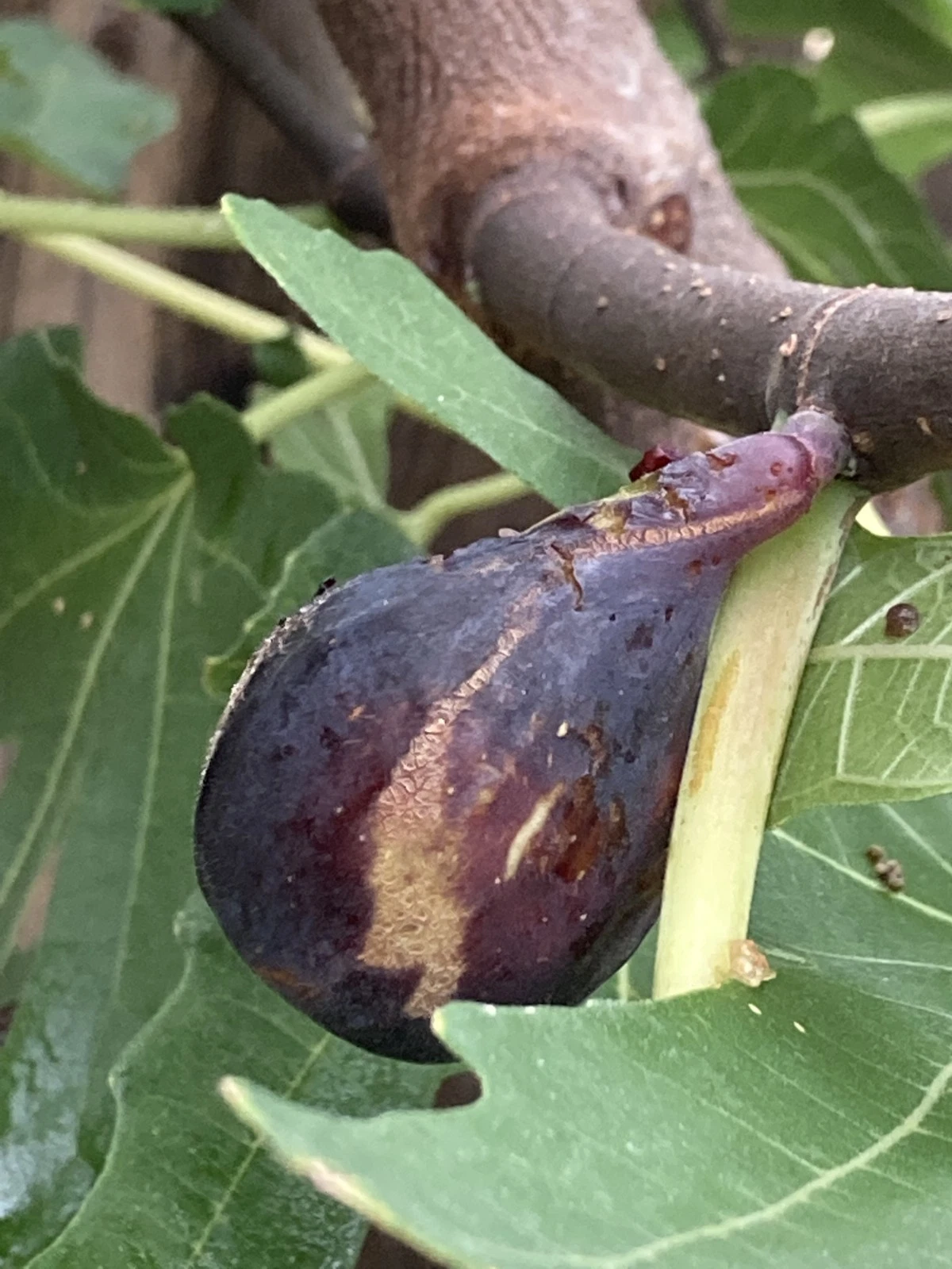 Black Jack Fig Cuttings - 10 Unrooted Greek Isles Scions, Sweet Dark-Purple Figs, Ficus carica for Propagation