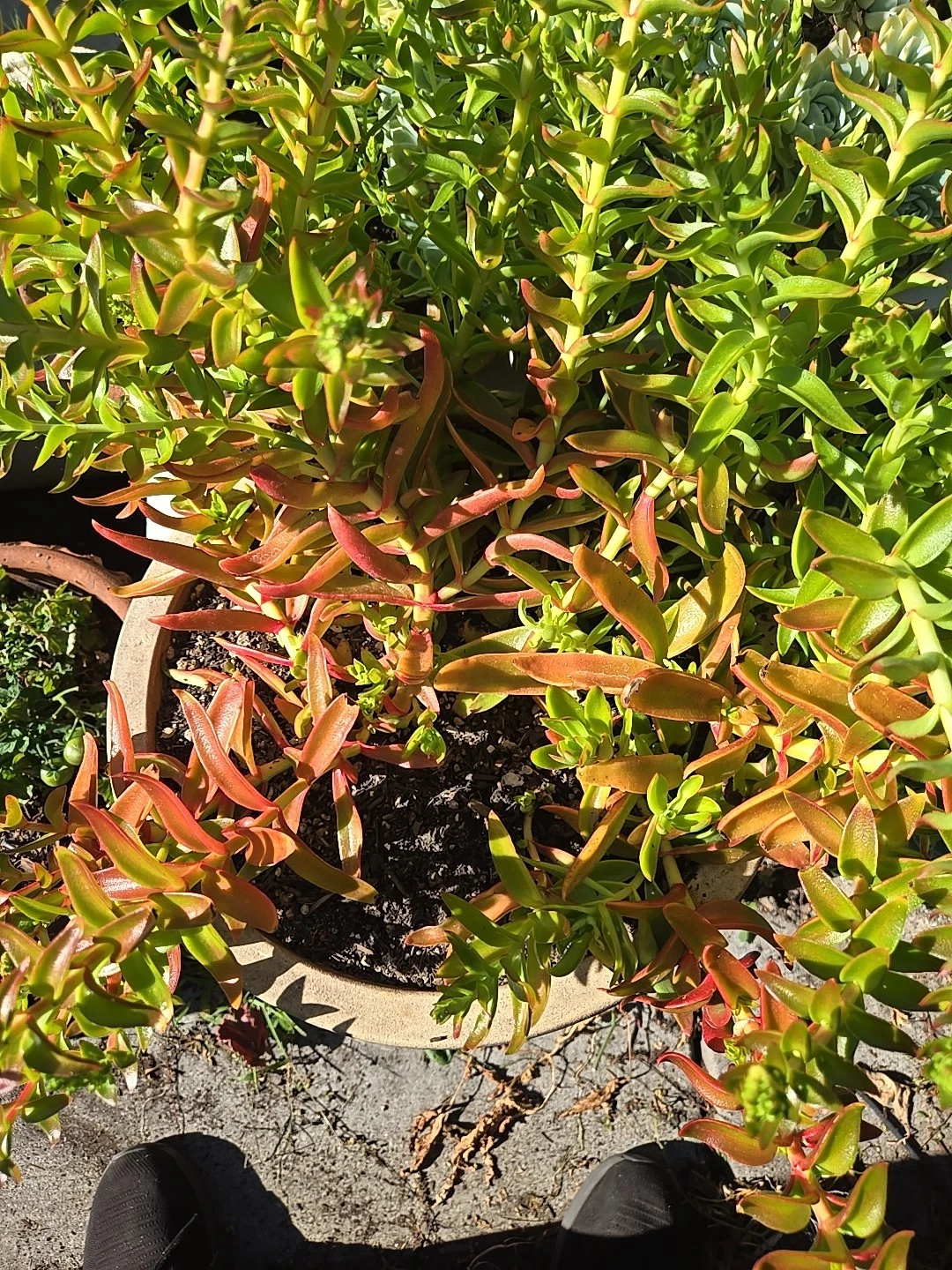 Crassula Campfire Cuttings - 4 Fresh 1-2" Stems | Crassula capitella Succulent | Bright Red-Green Foliage Starter
