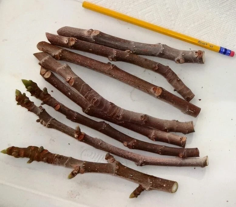Texas Everbearing Fig Cuttings – 3 Fresh 6-8" Stems for Rooting, Ficus carica, Hardy Fruit Variety for USDA Zones 6-11