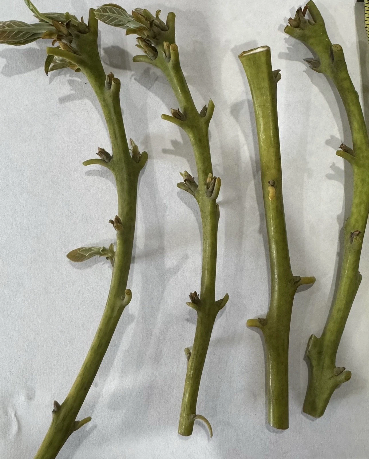 Nabal Avocado Scions – 4 Fresh Budwood Sticks for Grafting | Persea americana | High-Quality Scion Wood for Grafting