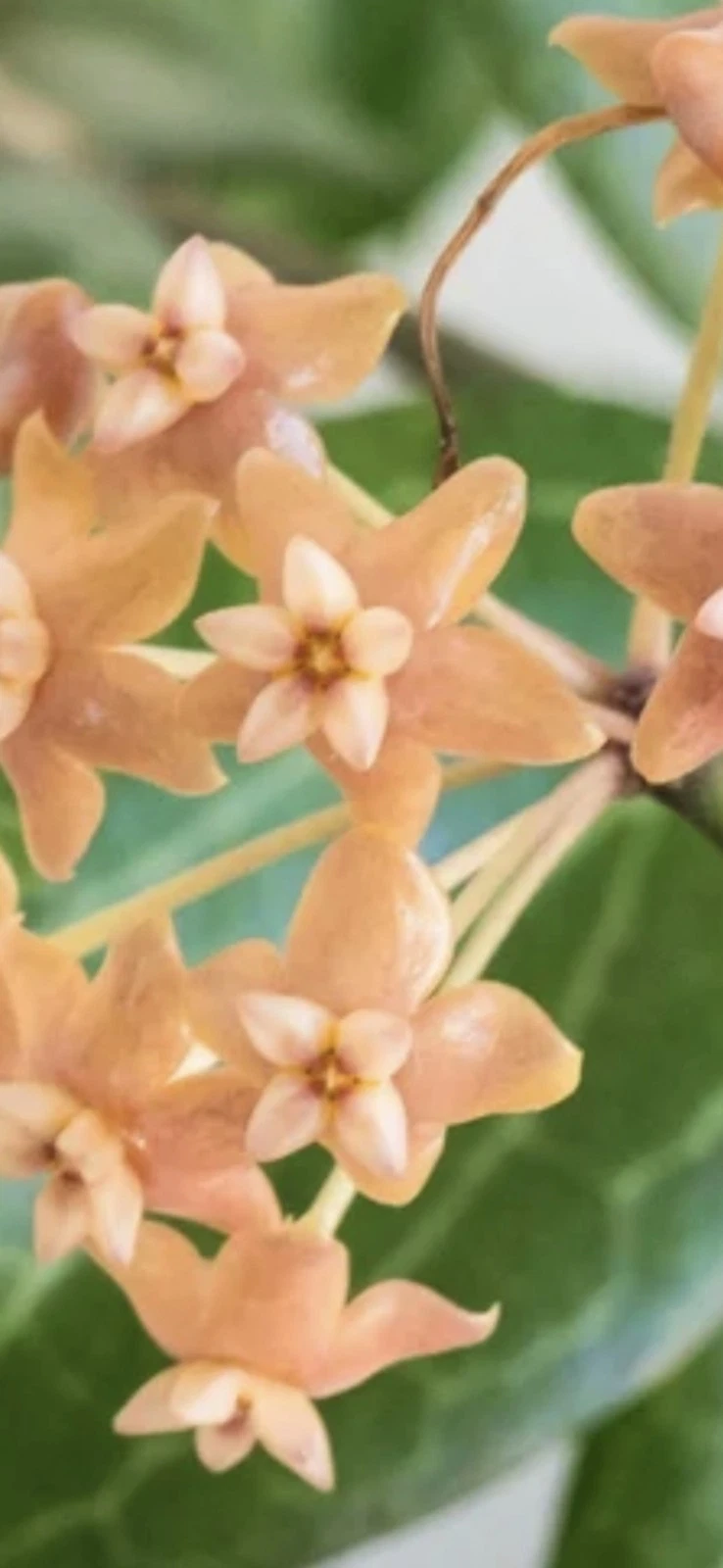 Hoya fitchii Cutting - Rooting-Ready Tropical Houseplant with Orange Blooms - Rare Wax Plant Vine - Hoya fitchii