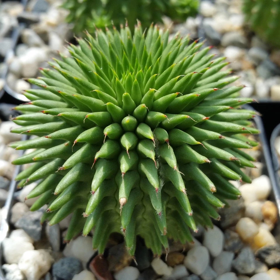 Euphorbia susannae Succulent in 4" Pot | Rare Compact Cactus | Unique Collector's Plant | Green Succulent